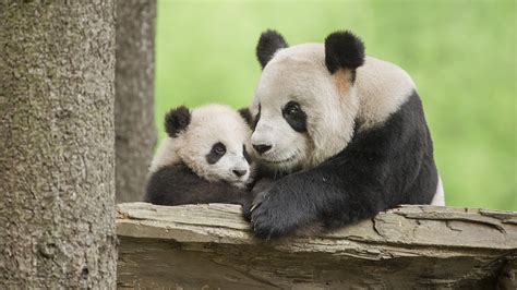 Newborn baby pandas send blessings for 2023 - CGTN