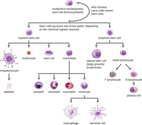 Cellular Defenses | Microbiology