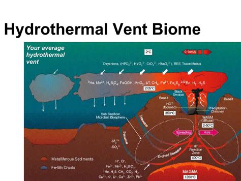 Hydrothermal Vents