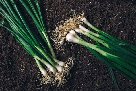 When to Harvest Onions