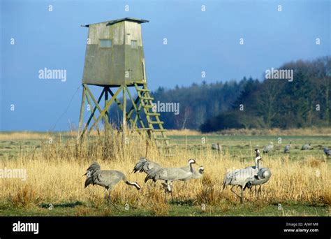 Common Crane Stock Photo - Alamy