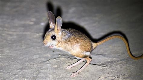 The Jerboa: Tiny But Mighty