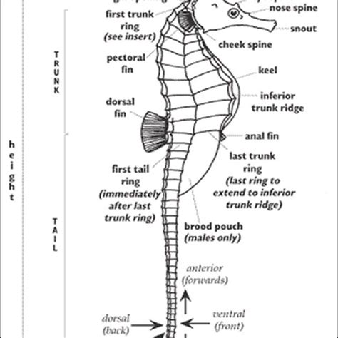 Seahorse Anatomy Diagram