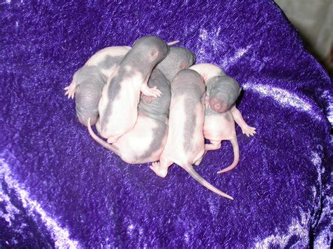 Pin by Angel Rat on My Hairless Baby Rats | Baby rats, Hairless, Animals