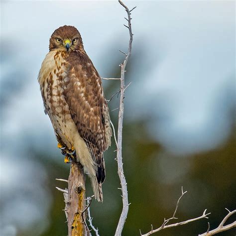 Six Quick Questions to Help You Identify Red-Tailed Hawks | Audubon