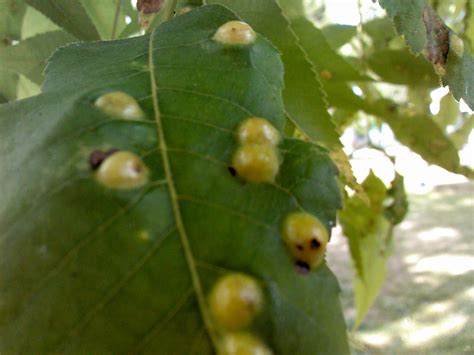 Pecan Tree Leaf Disease? | Walter Reeves: The Georgia Gardener