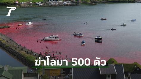 The Faroe Islands have killed 500 dolphins since the start of their ...