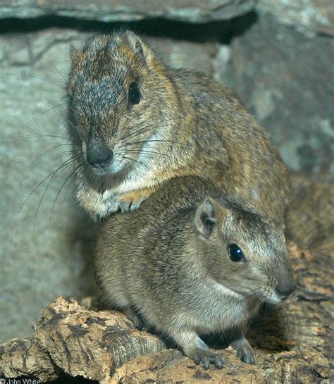 Rock cavy - Alchetron, The Free Social Encyclopedia