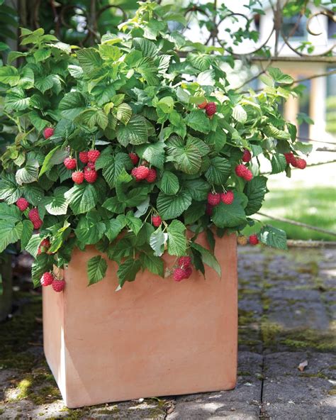 Easiest Raspberries To Grow at Judith Chitwood blog