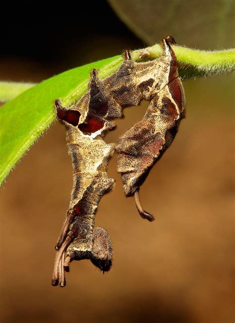 Lobster Moth Caterpillar (Stauropus sp., Notodontidae) | Flickr