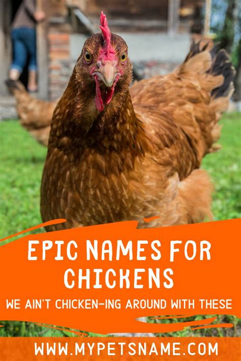 Epic Names For Chickens | Chicken names, Cool pet names, Pet names