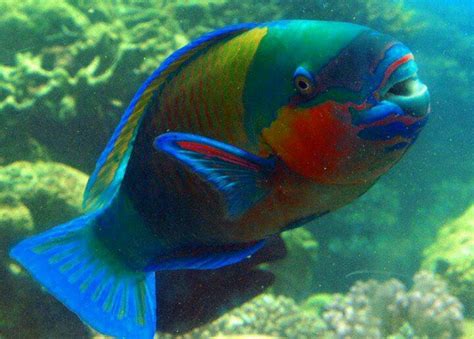 Parrot fish | Parrot fish, Beautiful fish, Fish