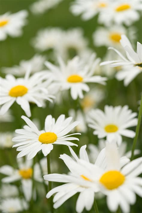 Daisy Flower Pictures