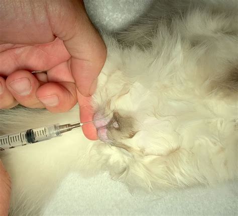 Local blocks to prevent pain in spay and neuter procedures - Veterinary ...