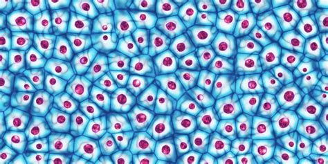 Cells, Cells, cells! Jeopardy Template