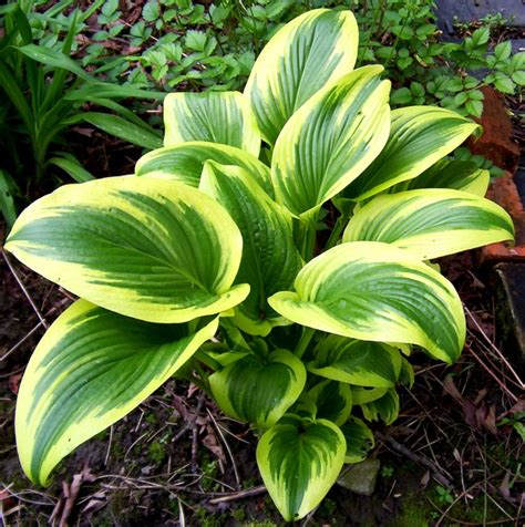 Hosta 'Fortunei Aureomarginata' Funkia