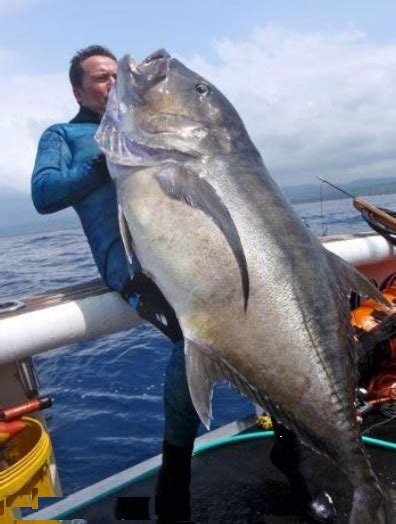 International Fishing News: VANUATU: giant trevally 130+ lb