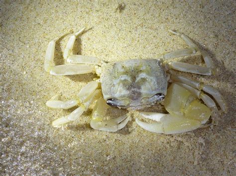 Ghost Crab - The Australian Museum