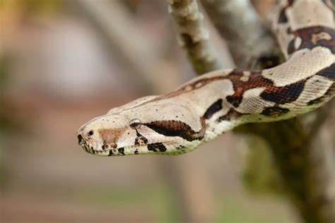 Boa Constrictor Care Sheet (Complete Guide) - ReptileHow.com