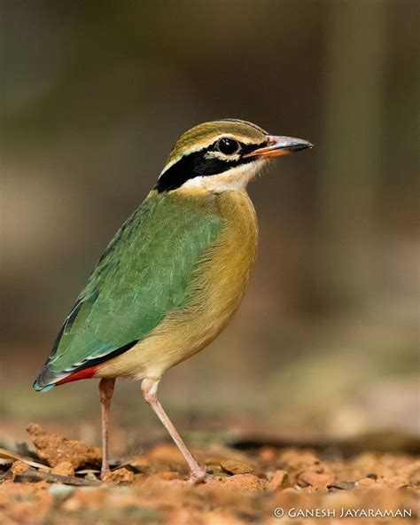 Ganesh Jayaraman on Instagram: “Indian Pitta (Pitta brachyura). # ...