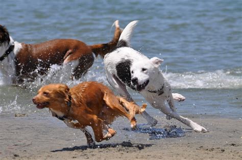 Are Dogs Allowed At The Beach In San Diego