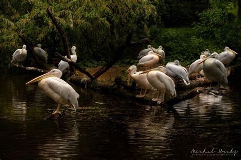 Pelikáni - Zoo Praha 10. 5. 2020 📸 Michal Hrubý Photography | www ...