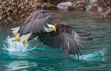 Bald Eagle catching fish - Kachemak Bay, Alaska - Fred Wasmer Photography