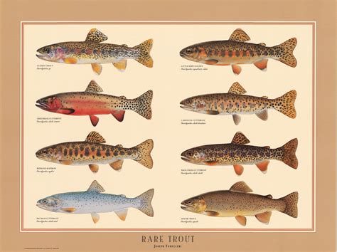 Rare Trout Poster Identification Chart Common Trout Joseph Tomelleri - Etsy