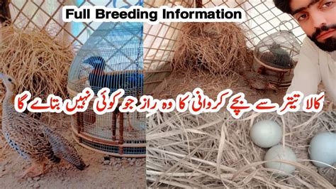 Kala Teetar Ka Breeding Farm, Ground Birds, Teetar Hatching Eggs, Kala ...