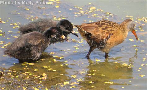 Virginia Rail - East Cascades Audubon Society