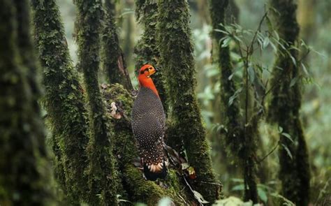 Eaglenest Wildlife Sanctuary, Arunachal Is A Birder’s Paradise