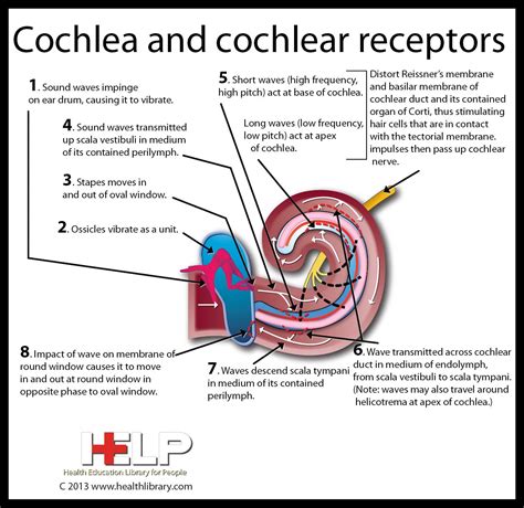 Cochlea and Cochlear Receptors | Hearing health, Biology classroom ...