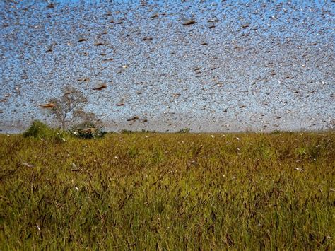 East Africa slammed by locusts, floods and COVID-19 | 2020-05-26 | Agri ...