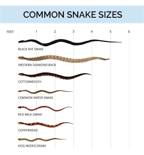 Snake Identification, Anatomy, & Life Cycle - Types of Snakes