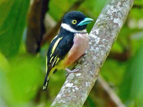 Birds of The World: BROADBILLs (Eurylaimidae)