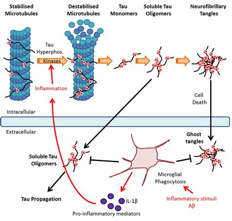 Progression of tau pathology: Under physiological conditions tau ...