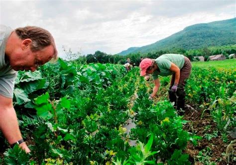 Limitation of Traditional Weed Control Methods