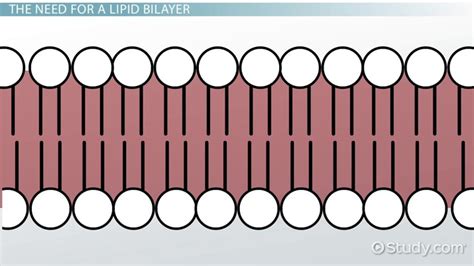 Phospholipid Bilayer | Definition, Function & Structure - Video ...