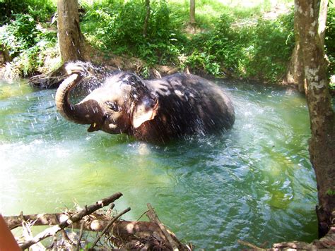 Baby Elephant having a bath, so cute. Phuket. | Baby elephant, Elephant ...