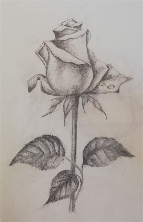 Rose sketch | Schizzi d'arte, Disegni di rose, Pittura in bianco e nero