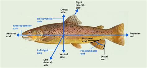 Vertebrate Axis Formation | Biology for Majors II