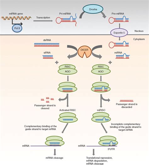 siRNA Versus miRNA as Therapeutics for Gene Silencing: Molecular ...