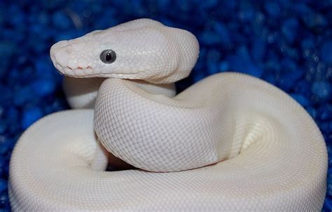 I want this snake! | Animals!! | Pinterest | Snakes, Blue and Pets