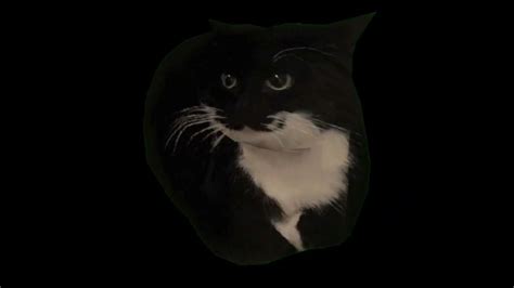 Maxwell Cat spinning for 2 minutes and 5 seconds - YouTube