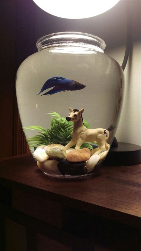 Beta fish bowl ideas | Horse crafts, Beta fish bowl, Fish bowl