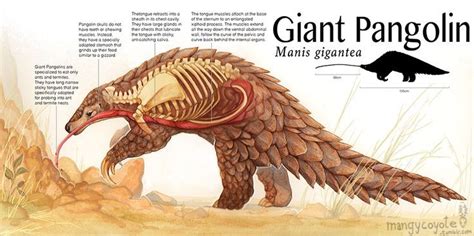 can extend farther than the pangolin's entire body is long—more than ...