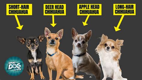 Chihuahua Breeds