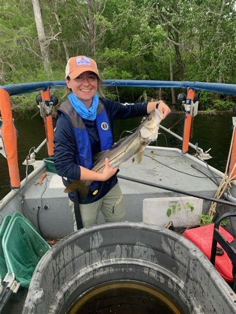 New River, Who Dis? Snook Habitat Expansion in the Nature Coast - UF ...