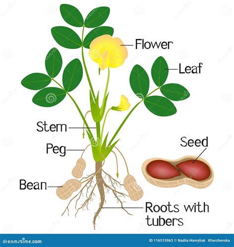 An Illustration Showing Parts of a Peanut Plant. Stock Vector ...