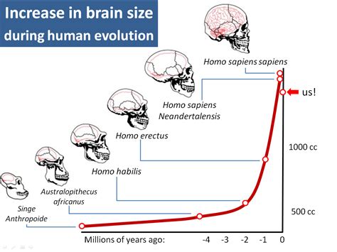 teaching science — Hominin Cranial Capacity Picture: Endocasts of...